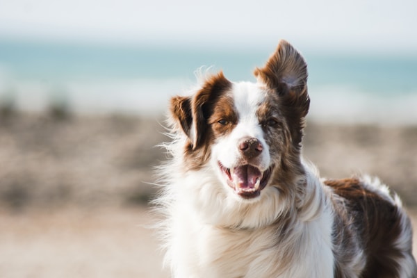 拉布拉多幼犬 3个月 黑色 纯种